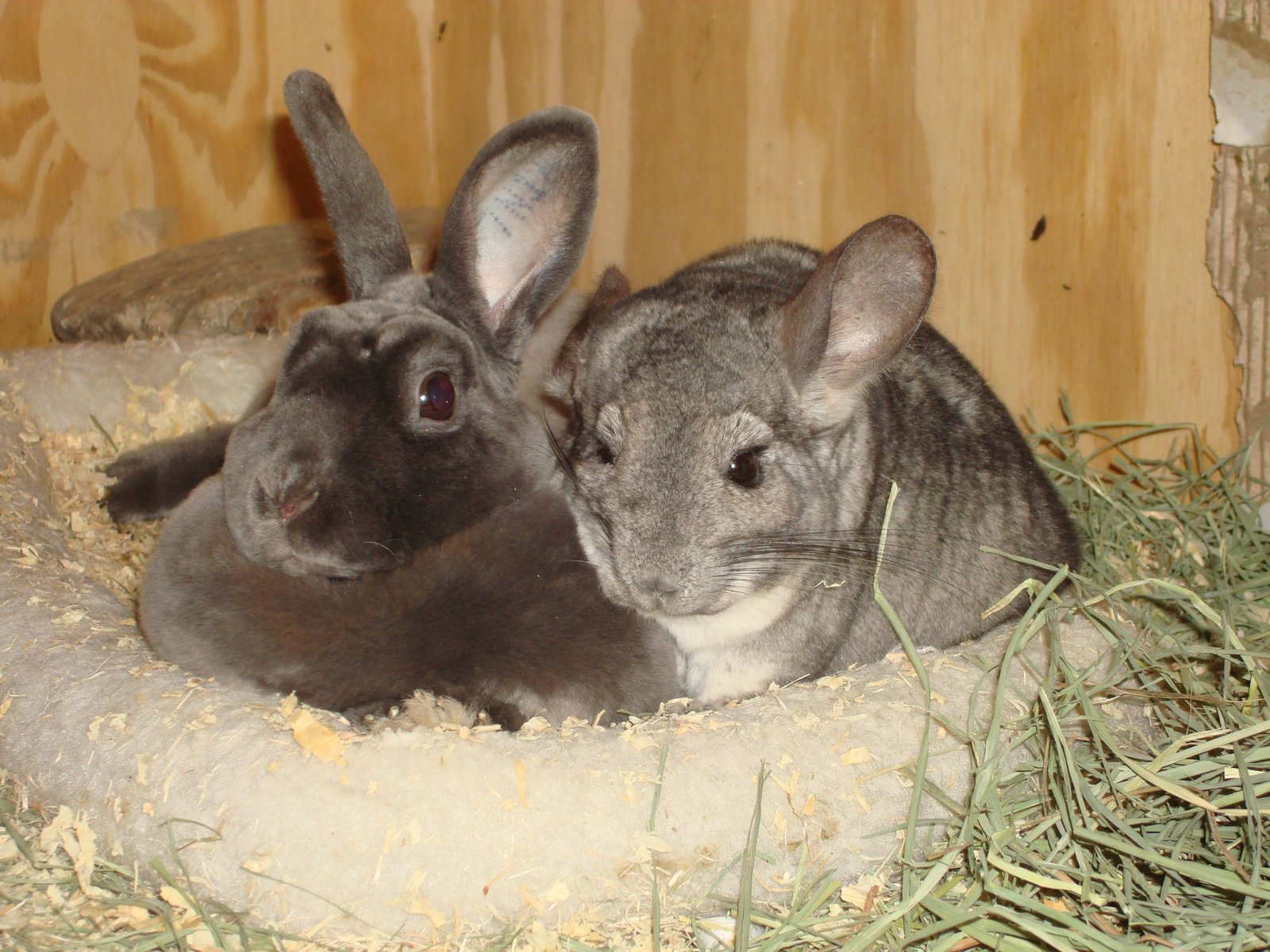 Can Chinchillas And Rabbits Live Together