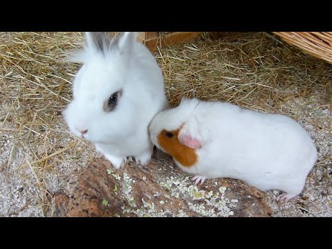 Can Guinea Pigs Live With Rabbits