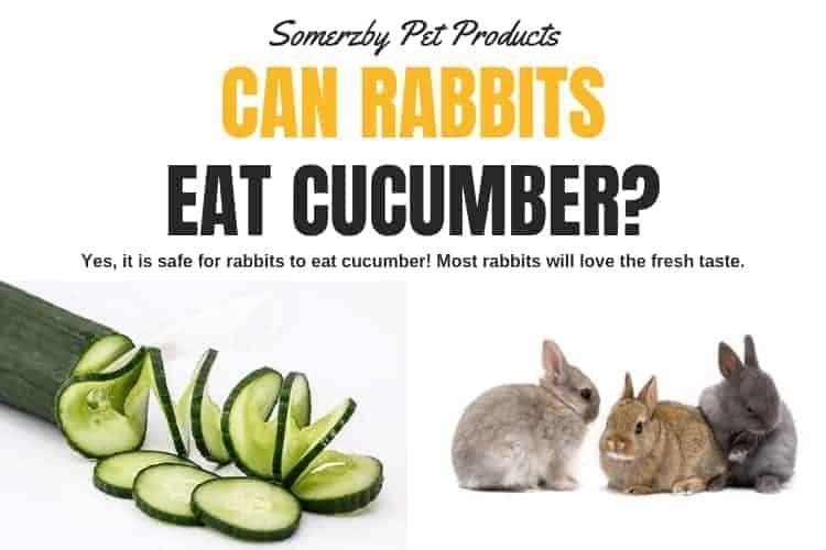 Can Rabbit Eat Cucumber