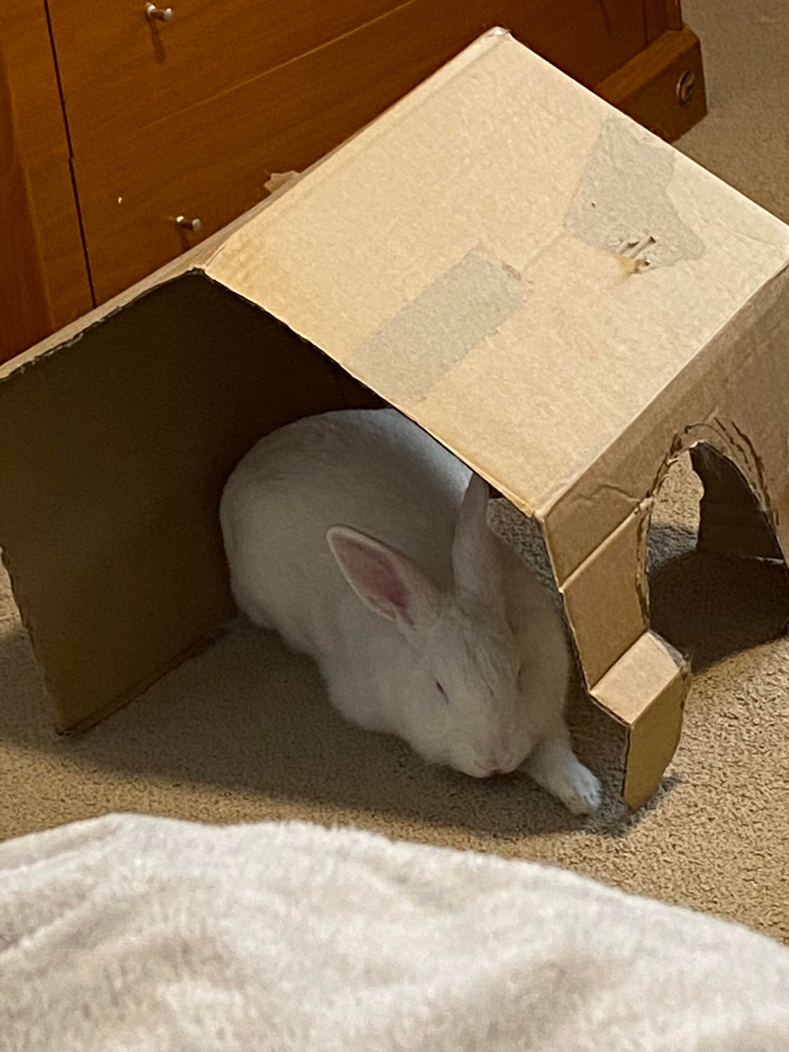 Can Rabbits Chew Cardboard