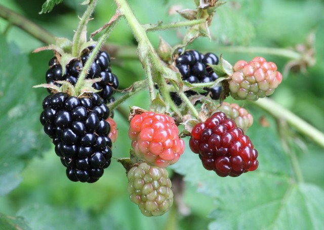 Can Rabbits Eat Blackberries? Discover Safe Feeding Tips