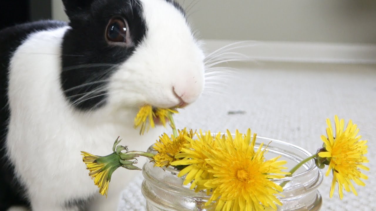 Can Rabbits Eat Dandelions? Discover the Benefits and Risks