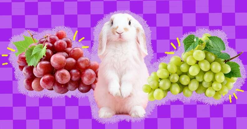 Can Rabbits Eat Grapes