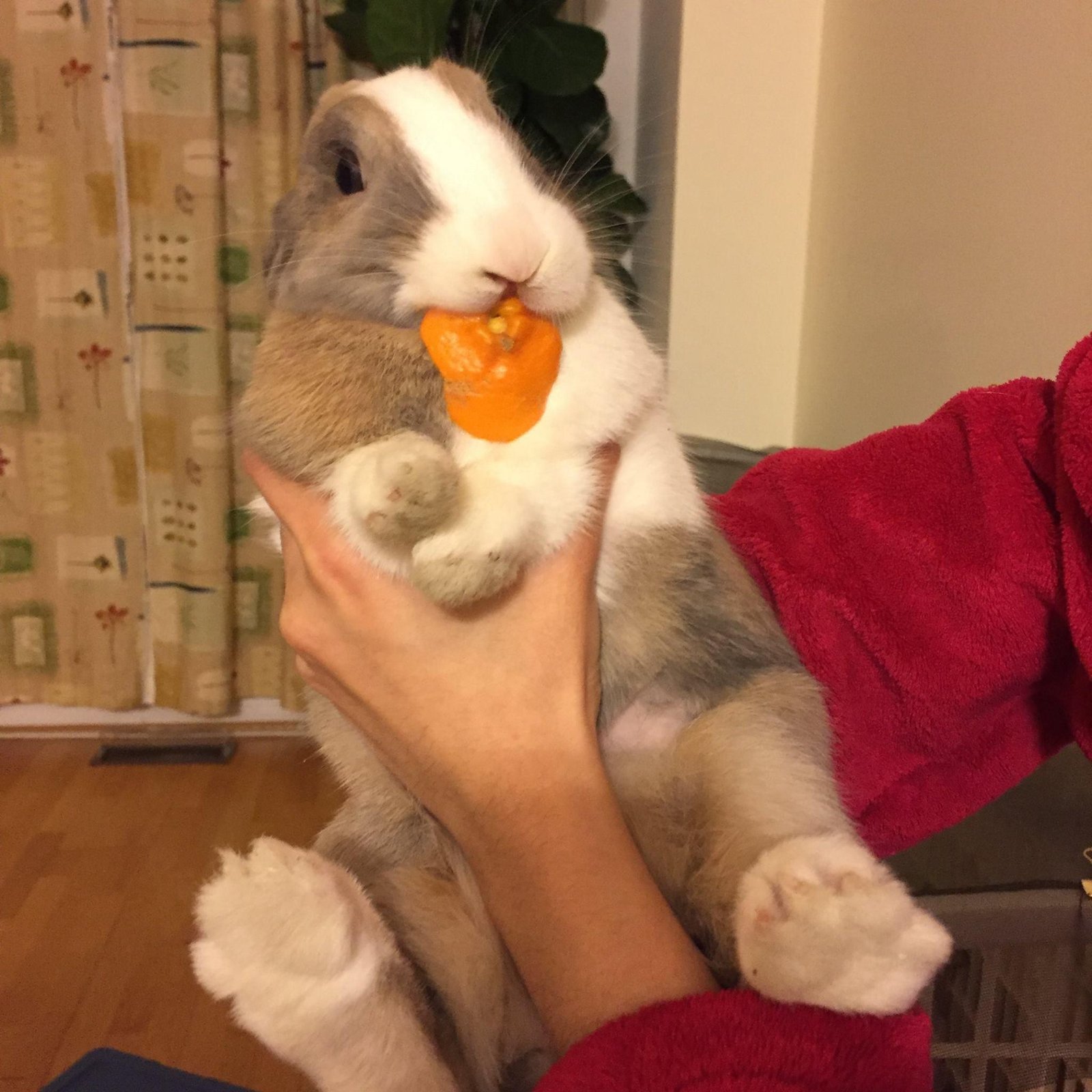 Can Rabbits Eat Orange Peels? Essential Facts and Tips