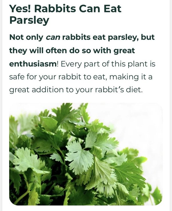 Can Rabbits Eat Parsley