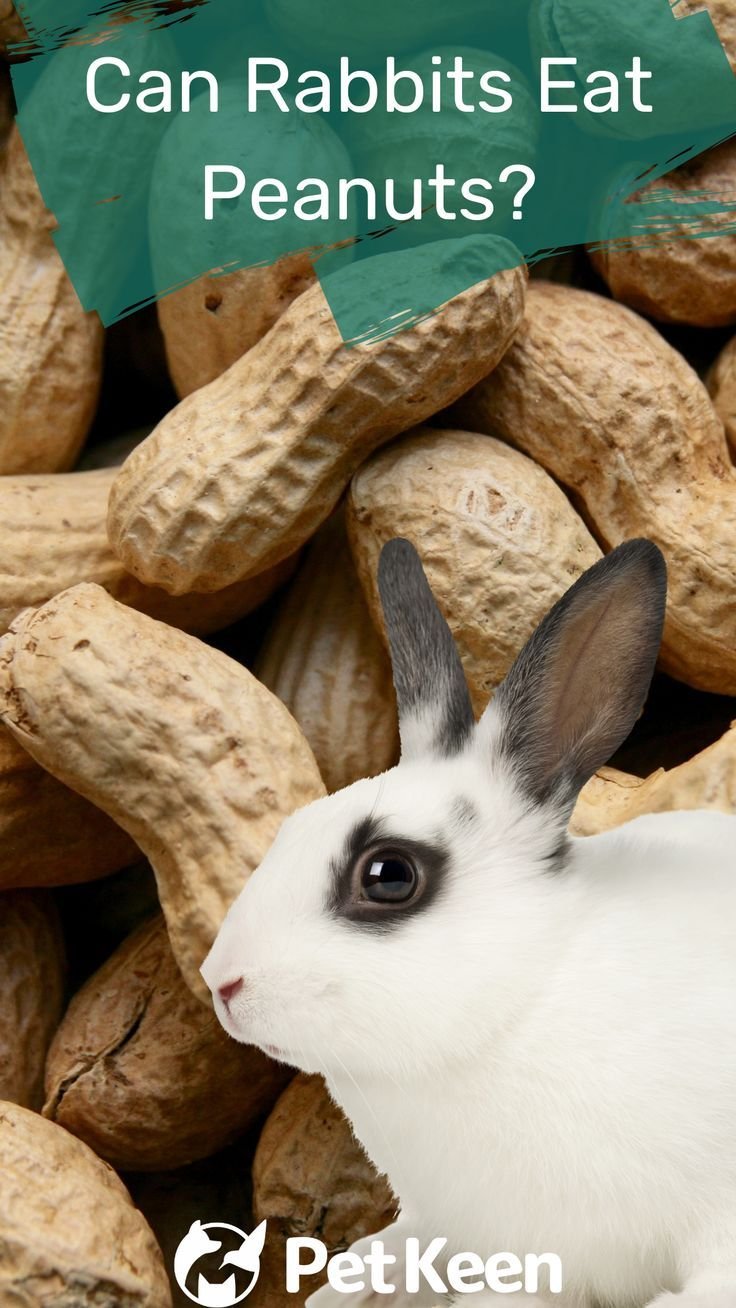 Can Rabbits Eat Peanuts