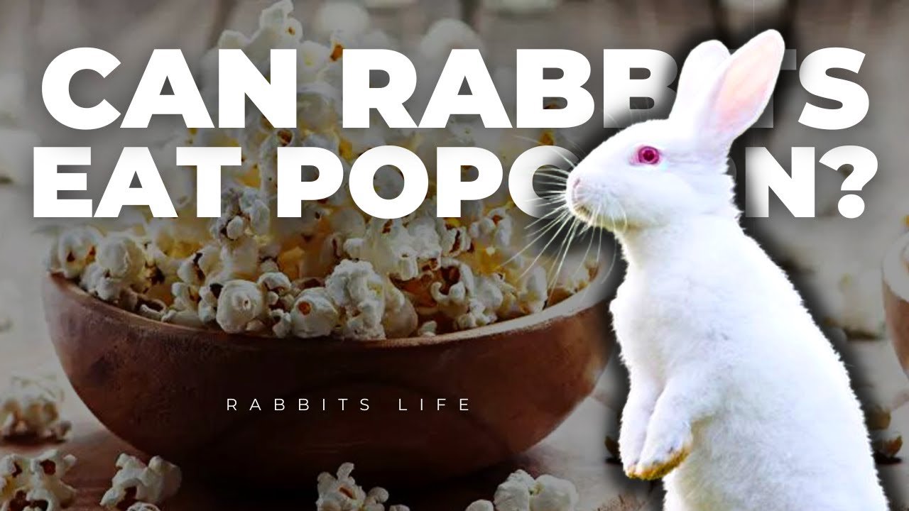 Can Rabbits Eat Popcorn