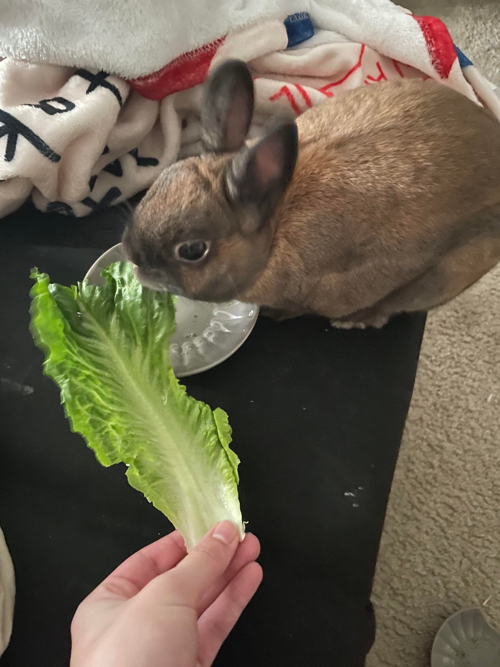 Can Rabbits Eat Romaine Lettuce