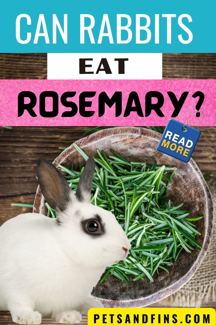 Can Rabbits Eat Rosemary