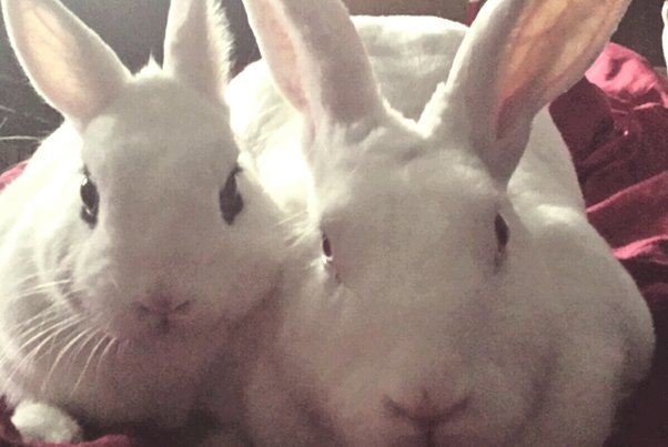 Can Two Female Rabbits Live Together