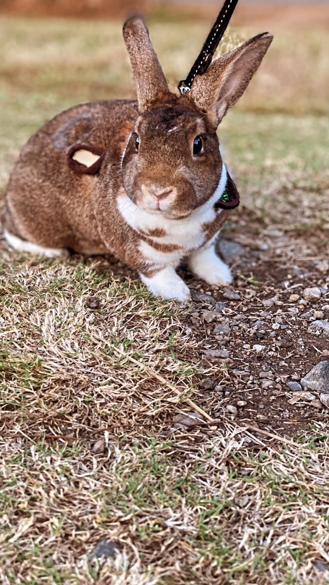 Can Two Male Rabbits Live Together