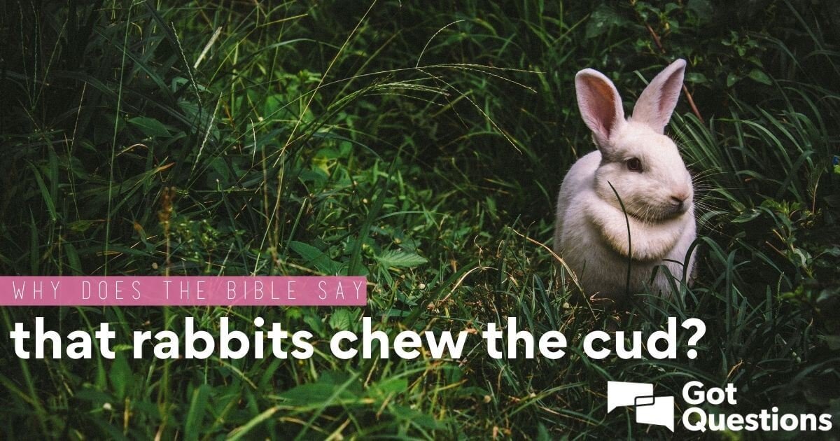 Do Rabbits Chew Cud