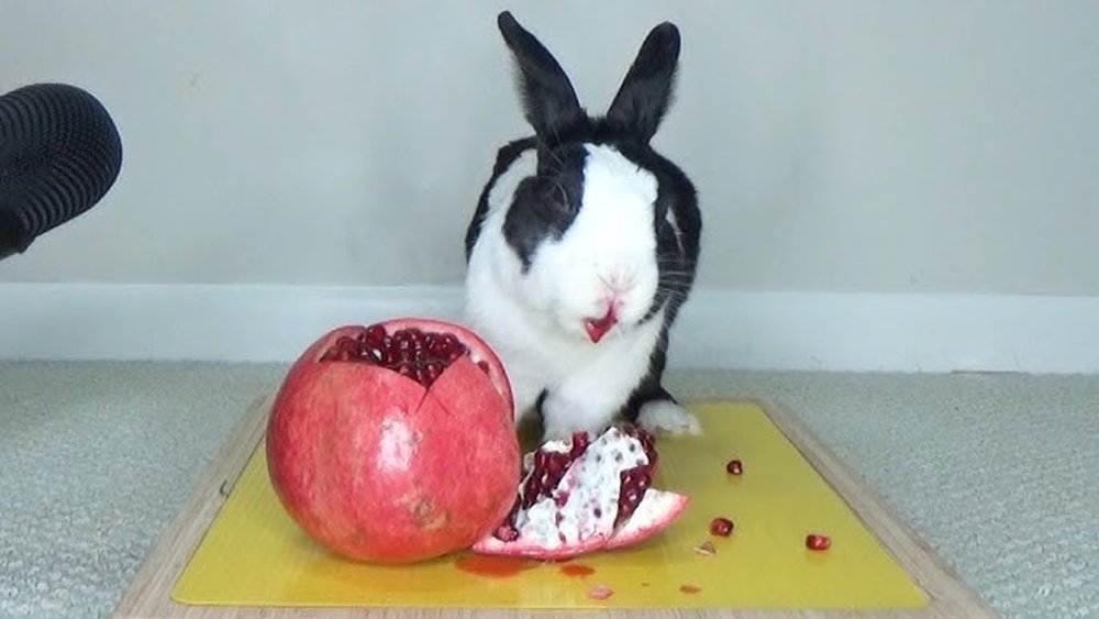 Can Rabbits Eat Pomegranate? Benefits, Risks, and Safe Feeding