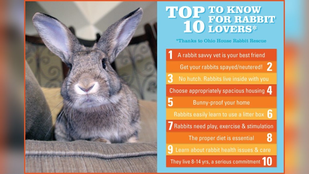 Essential Must Have Items for Rabbit: Top Picks for Happy Pets
