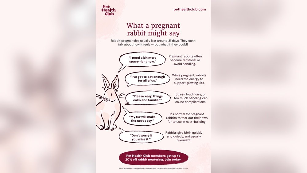 How Long a Rabbit is Pregnant: Essential Facts for Owners