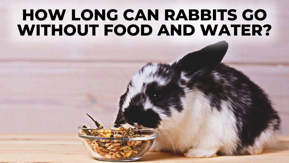 How Long Can a Rabbit Go Without Food And Water? Essential Facts