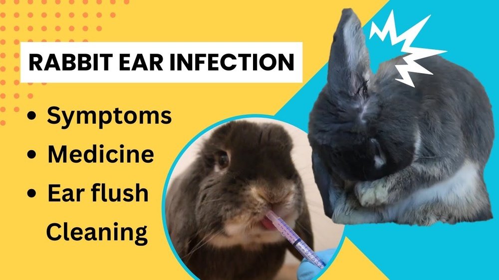 How to Clean Rabbit Ears: Simple Steps for Healthy Bunnies