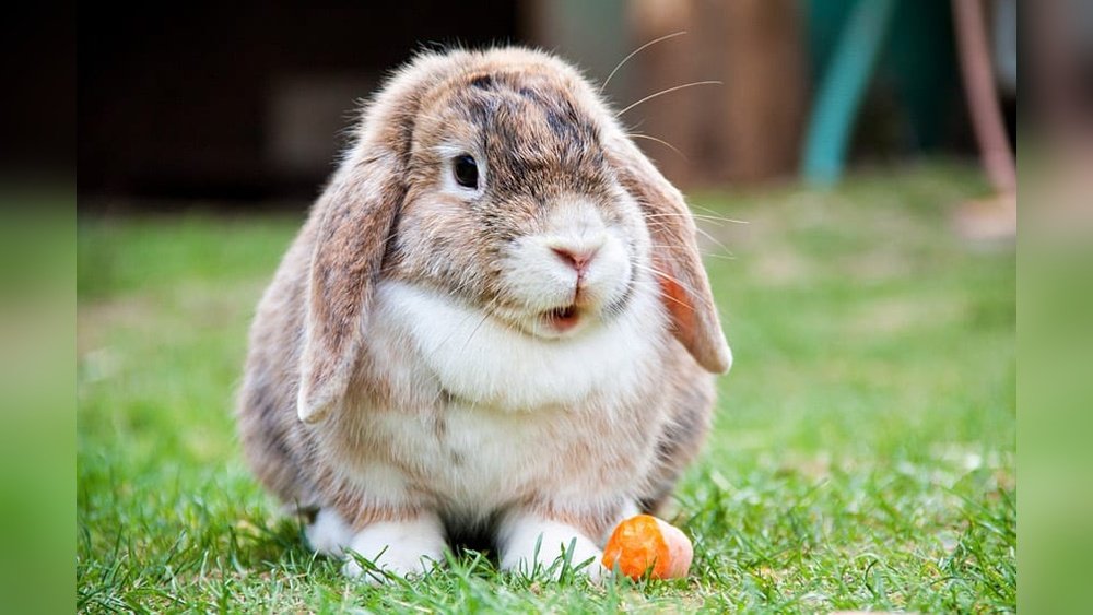 How to Clean Rabbits’ Teeth: Easy Steps for Healthy Bunnies