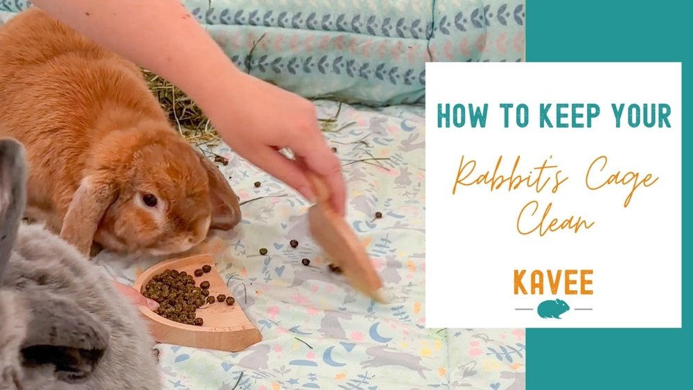 How to Keep Your Rabbit Clean: Essential Tips for a Happy Bunny