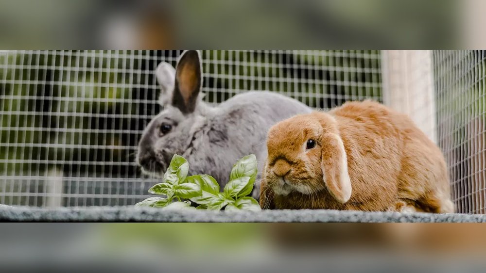 How To Keep Your Rabbit Cool And Happy in Summer: Essential Tips