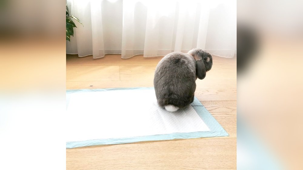 Pee Pads for Rabbits: Ultimate Guide to a Cleaner Hutch