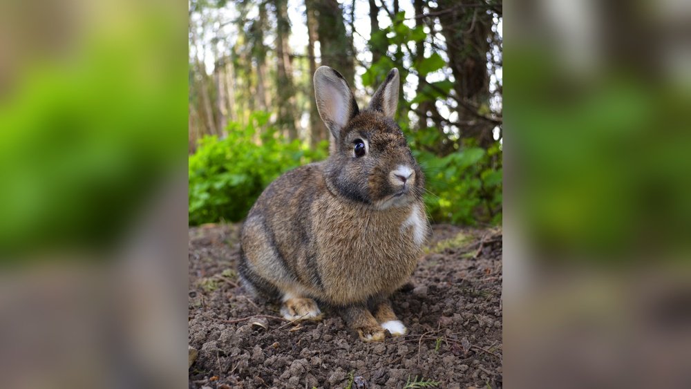 Species of Rabbit And Their Origin: A Fascinating Guide
